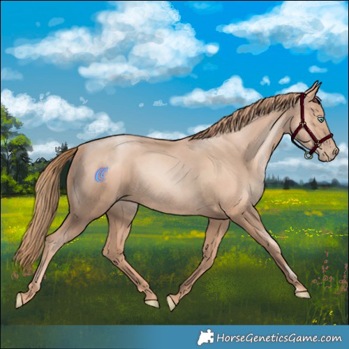 Horse Color:Gold Champagne Pearl Rabicano and Gold Champagne Pearl Rabicano