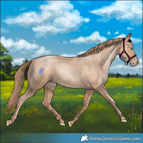 Horse Color:Gold Champagne Pearl Rabicano  and Gold Champagne Pearl Rabicano 