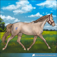 Horse Color:Gold Champagne Pearl Rabicano  and Gold Champagne Pearl Rabicano 