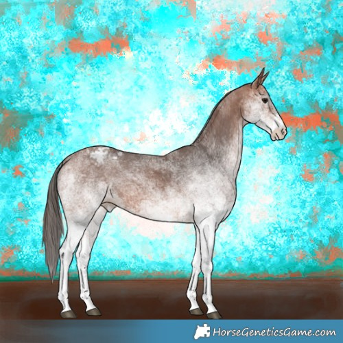 Horse Color:White Spotted Bay Appaloosa