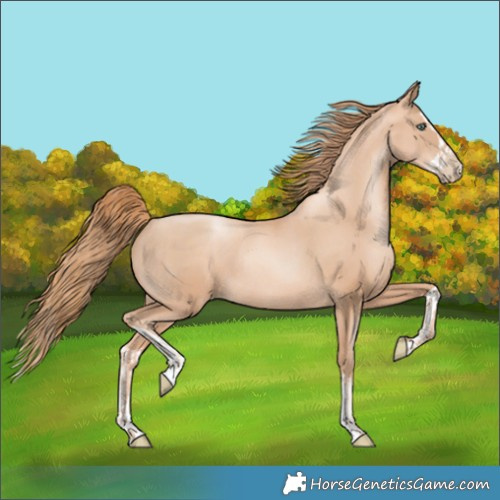Horse Color:Gold Champagne Pearl Rabicano  and Gold Champagne Pearl Splash Rabicano 