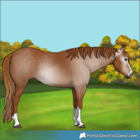 Horse Color:Gray Chestnut 