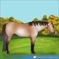 Horse Color:Gray Bay Dun