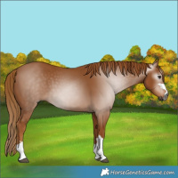 Horse Color:Gray Chestnut 