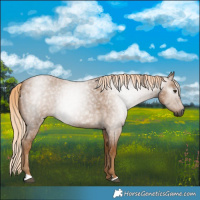 Horse Color:Gray Palomino Roan 