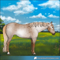 Horse Color:Gray Palomino Roan 