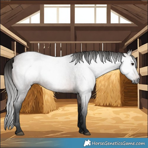 Horse Color:Gray Bay Roan 