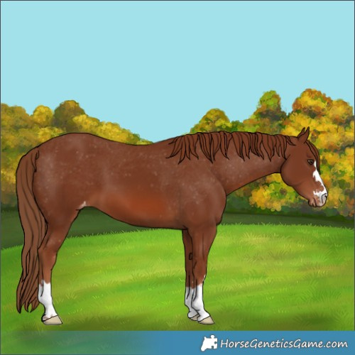 Horse Color:Chestnut Appaloosa 