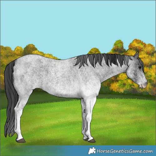 Horse Color:White Spotted Blue Roan 