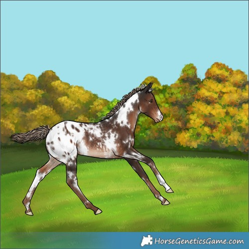 Horse Color:White Spotted Liver Chestnut Appaloosa Rabicano 