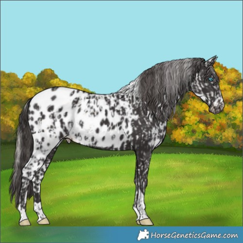 Horse Color:Smoky Creme Skewed Appaloosa  and Smoky Black Tobiano Skewed Appaloosa 