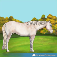 Horse Color:Platinum Gold Champagne Pearl Mushroom Rabicano  and Gold Champagne Pearl Onyx Rabicano 