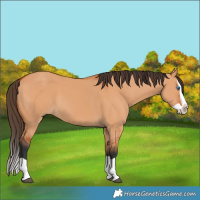 Horse Color:Bay Dun Splash