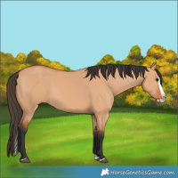 Horse Color:Bay Dun Splash