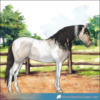 Horse Color:Bay Roan Dun Tobiano