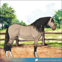 Horse Color:Bay Dun 