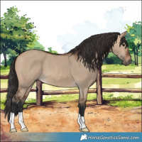Horse Color:Brown Dun 