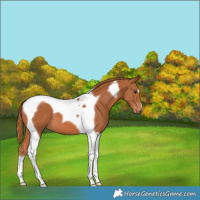 Horse Color:Chestnut Tobiano 