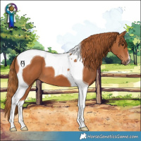 Horse Color:Chestnut Tobiano 