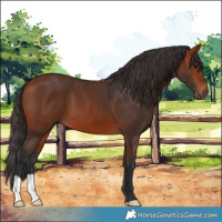 Horse Color:Bay 