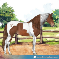 Horse Color:Chestnut Tobiano