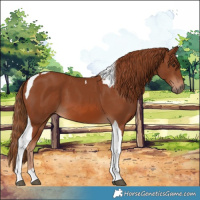 Horse Color:Chestnut Tobiano 
