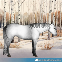Horse Color:Gray Black 