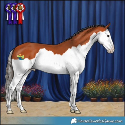 Horse Color:Bay Splash 