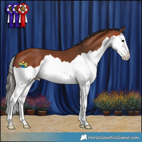 Horse Color:Bay Splash 