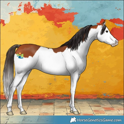 Horse Color:Bay Splash 