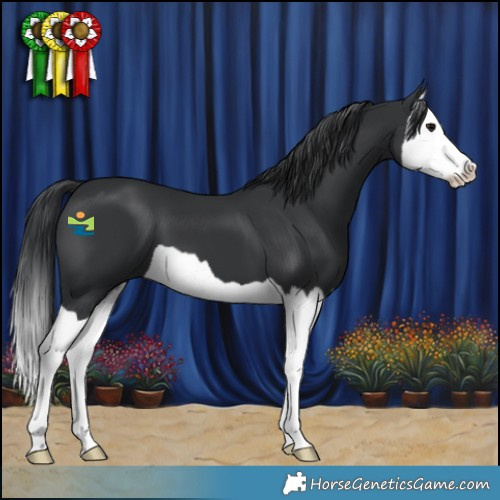 Horse Color:Black Splash 