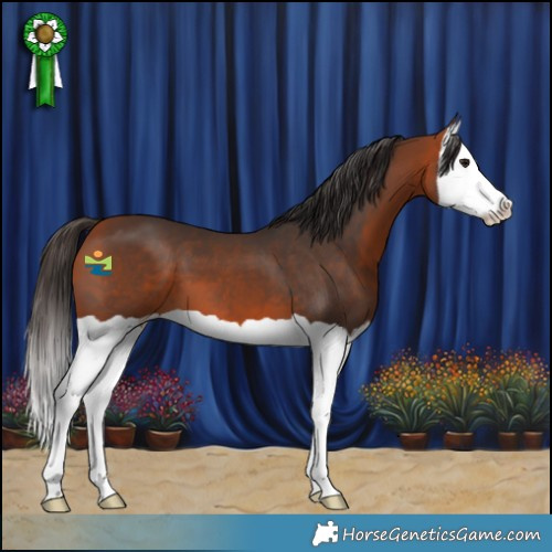 Horse Color:Bay Splash 