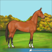 Horse Color:Bay 