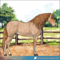 Horse Color:Red Roan 