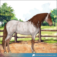 Horse Color:Red Roan