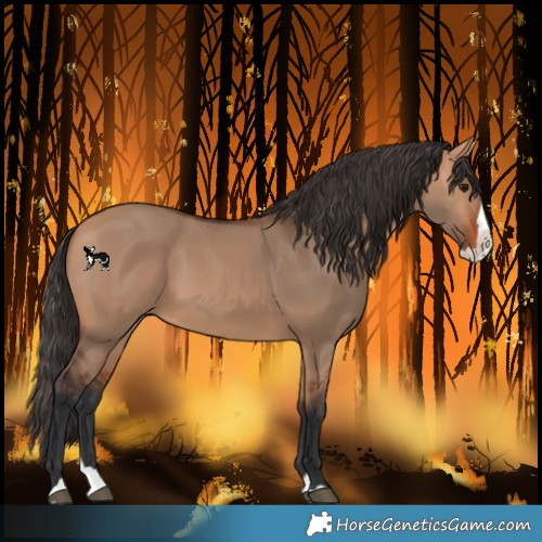 Horse Color:Bay Dun Splash 