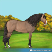 Horse Color:Bay Dun Splash