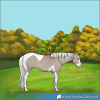 Horse Color:Silver Brown Dun Splash Tobiano