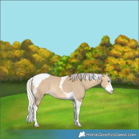 Horse Color:Silver Buckskin Dun Splash Tobiano Rabicano