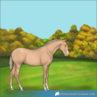Horse Color:Gold Champagne 