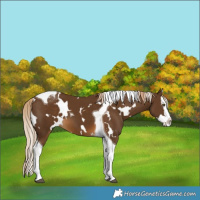 Horse Color:White Spotted Chocolate Palomino Splash Tobiano