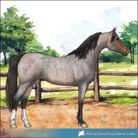Horse Color:Bay Roan 