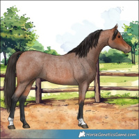 Horse Color:Bay Roan 