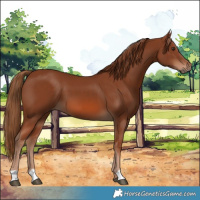 Horse Color:Chestnut 