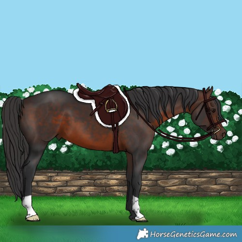 Horse Color:Brown 