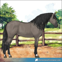 Horse Color:Grullo 