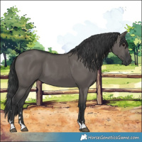 Horse Color:Grullo 