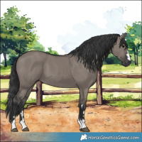 Horse Color:Grullo 