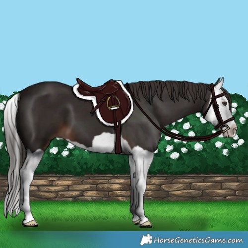Horse Color:Liver Chestnut Splash 