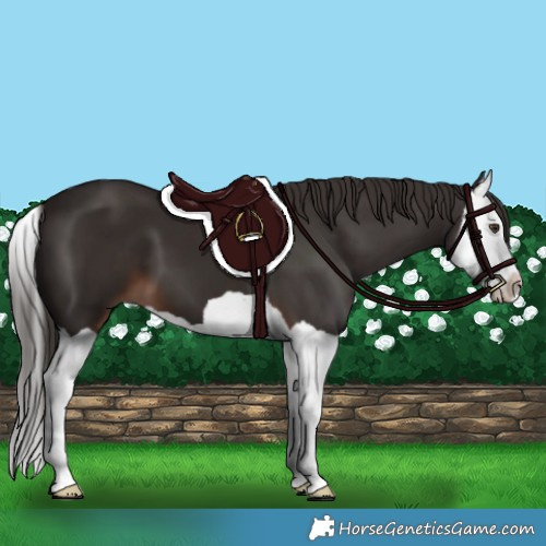 Horse Color:Liver Chestnut Splash 